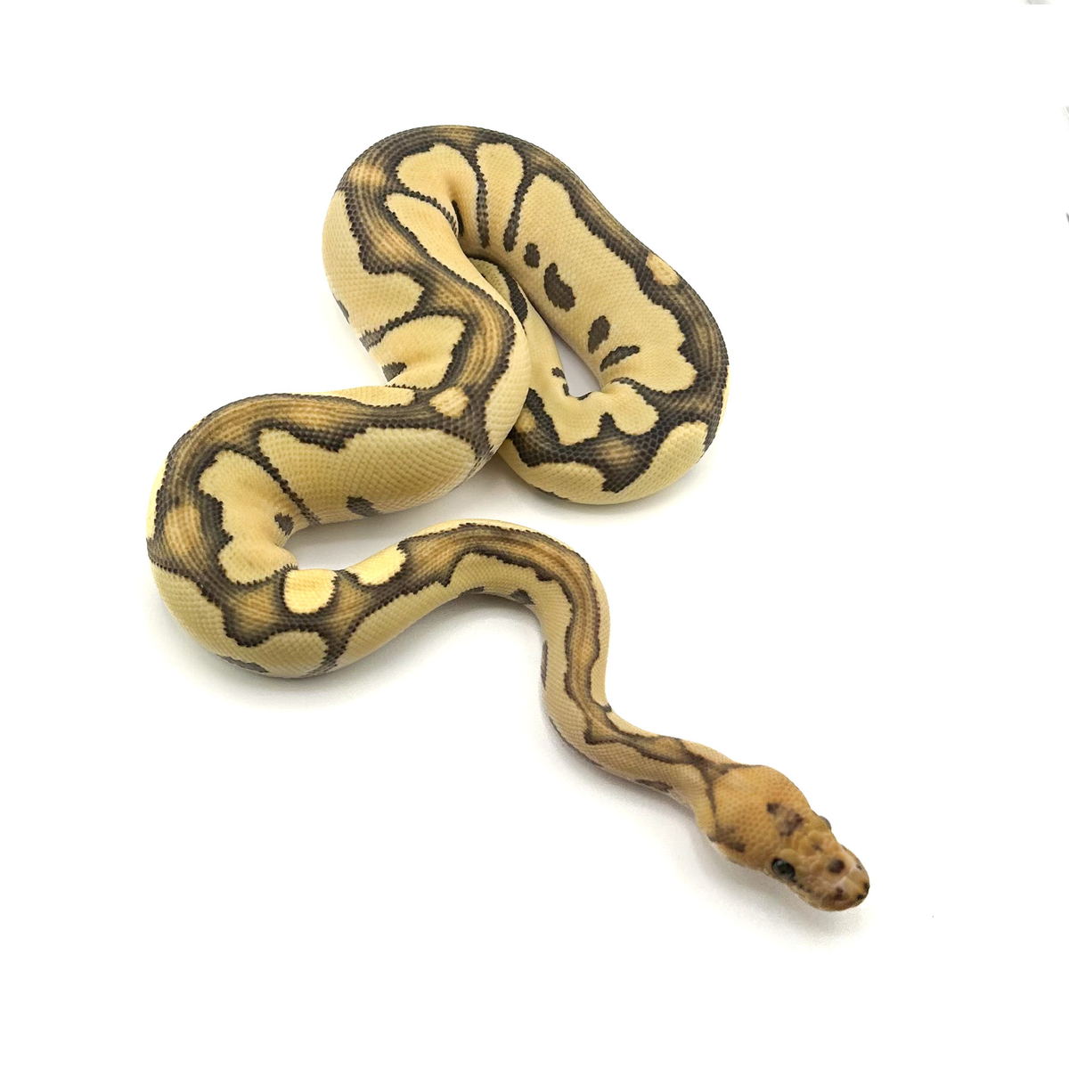 Desert Ghost Cryptic