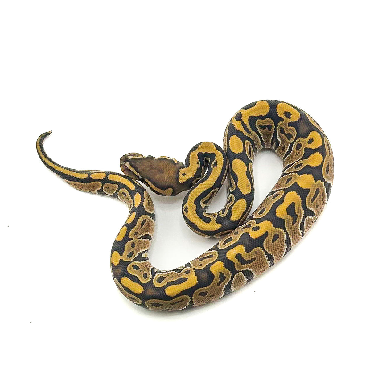 Hypo ph Ultramel Puzzle Clown