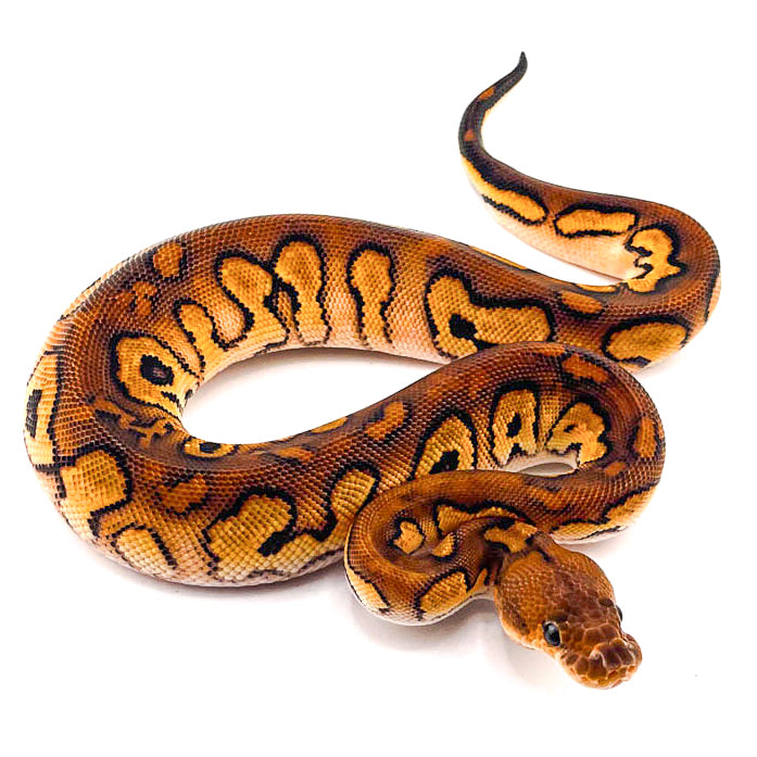 Black Pastel Redstripe Orange Dream Clown