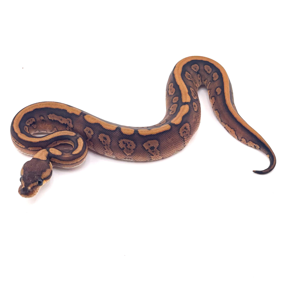 Black Pastel Super Redstripe Orange Dream