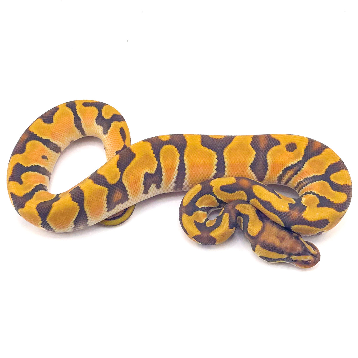 Orange Dream Enchi Hypo