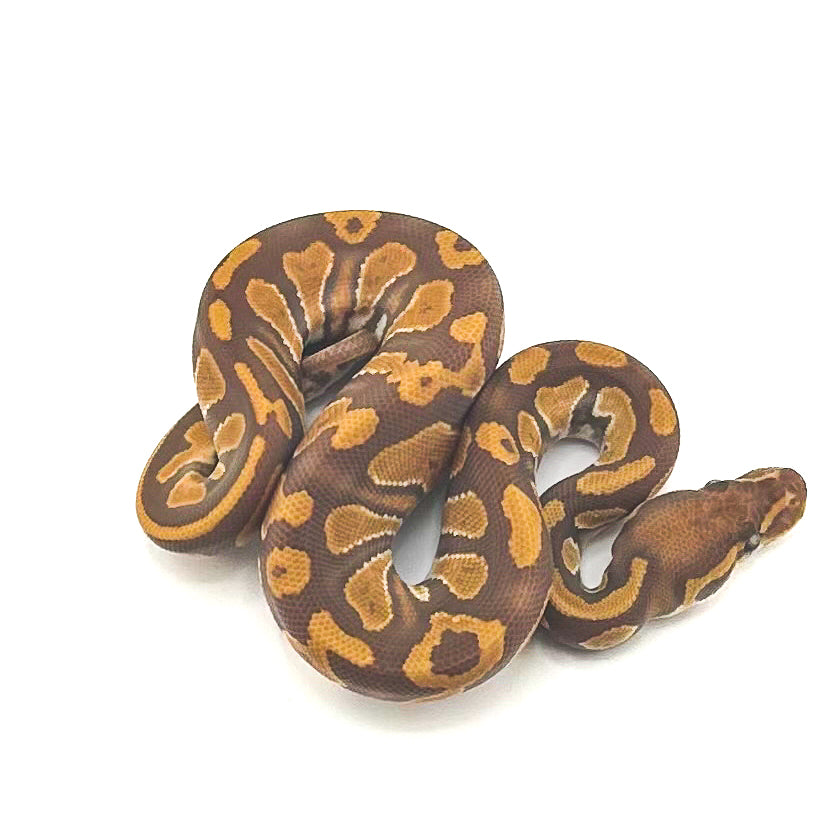 Mahogany Ultramel DH Hypo Pied
