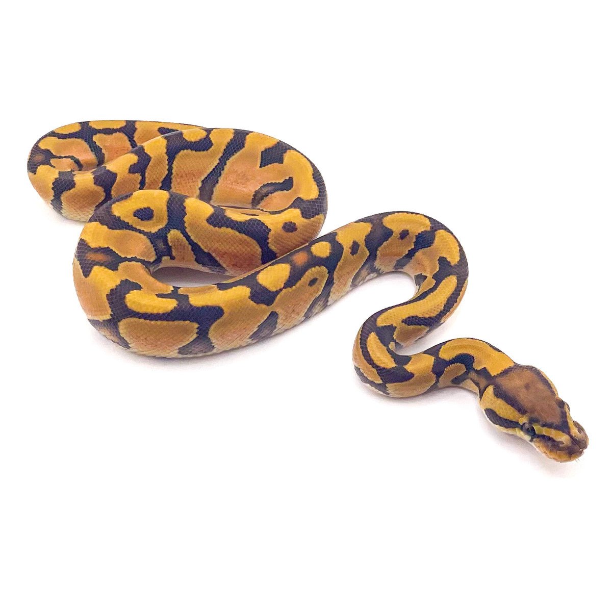 Enchi Hypo