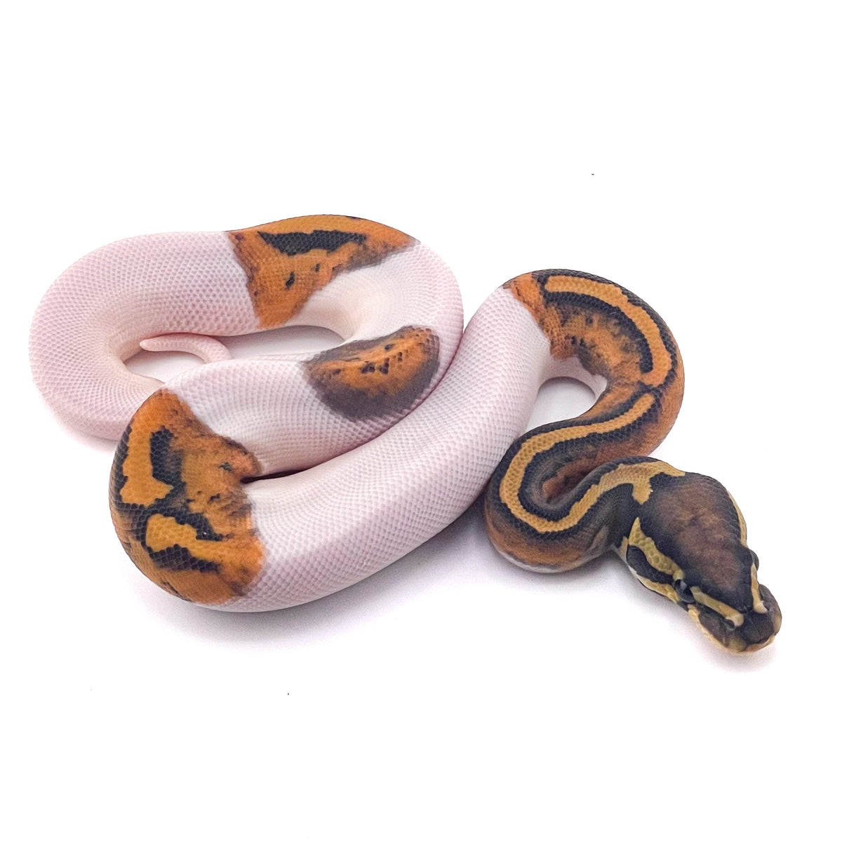Hypo Pied het Ultramel