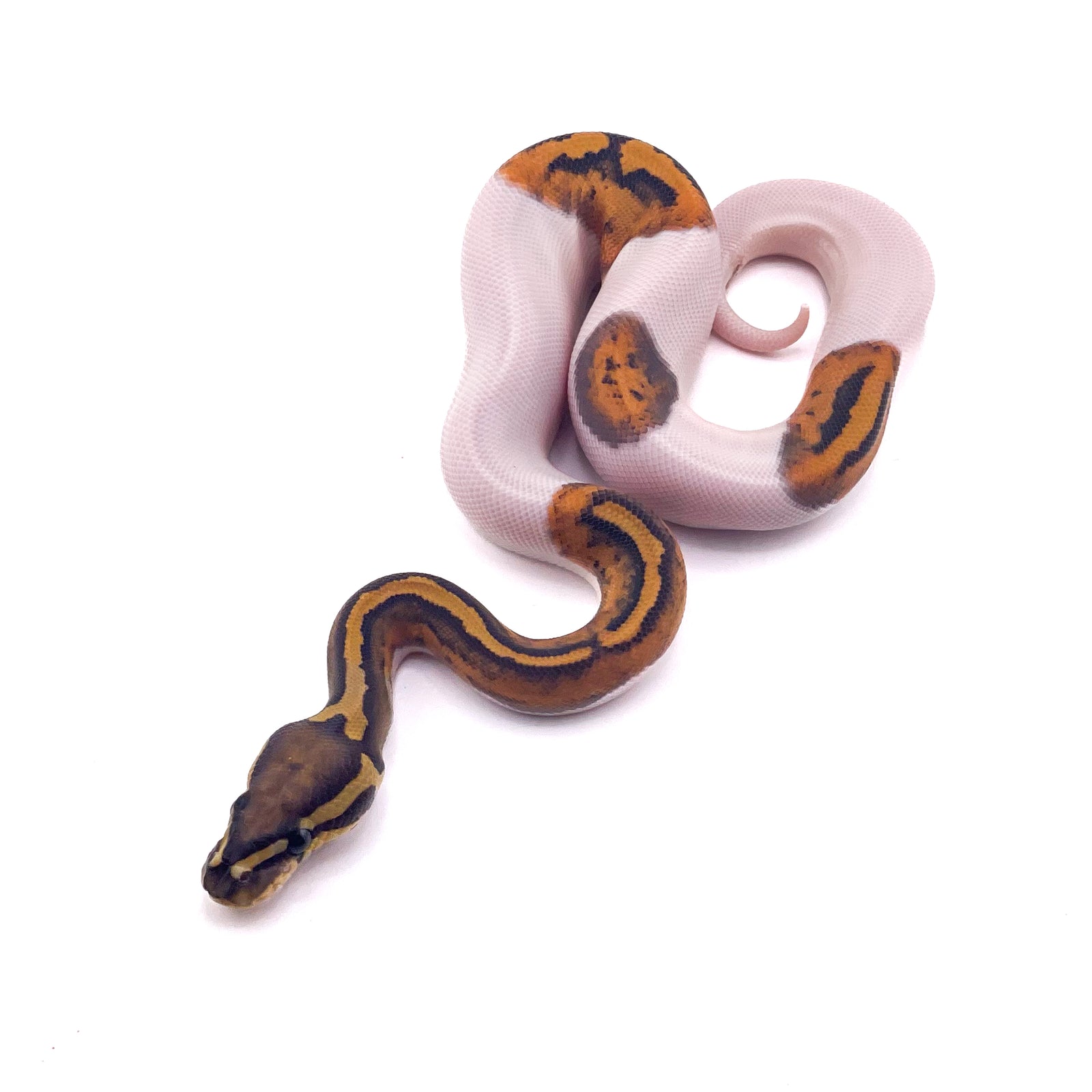 Hypo Pi...