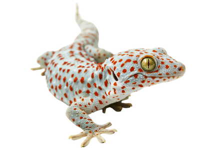 Geckos