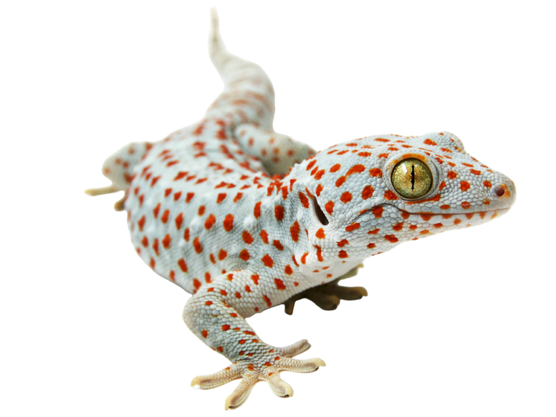 A close-up of a gecko with light blue-gray skin covered in bright orange spots, showing one large yellow eye and splayed toes, against a plain white background.