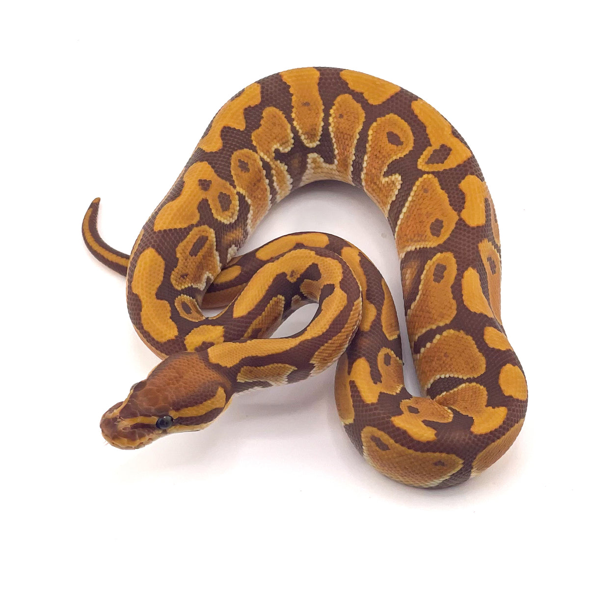 Ultramel het Hypo poss OD ph Puzzle
