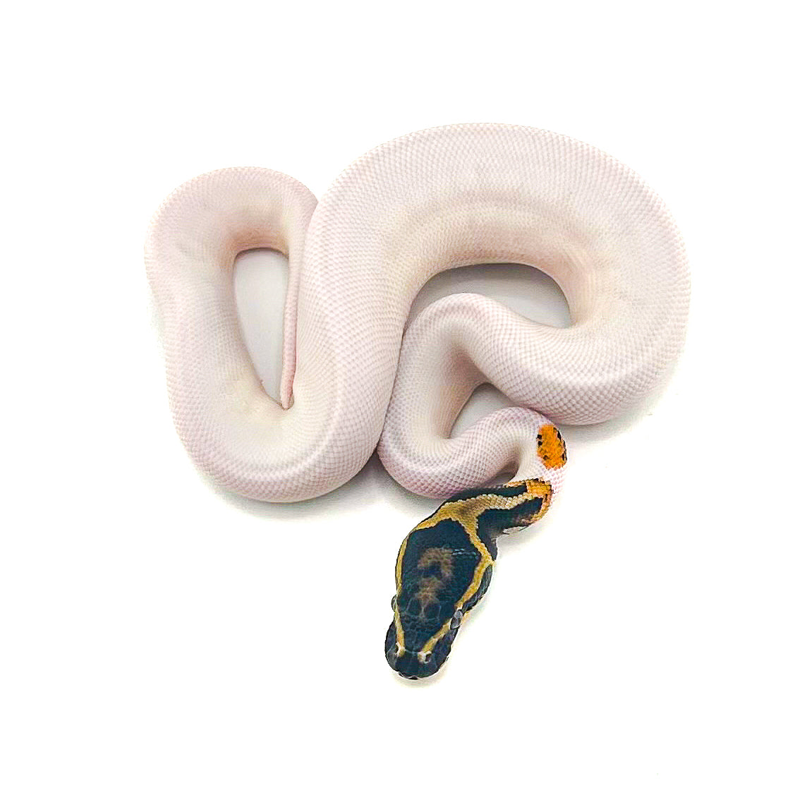 Yellowbelly Pied het Monarch poss Orange Dream Mahogany