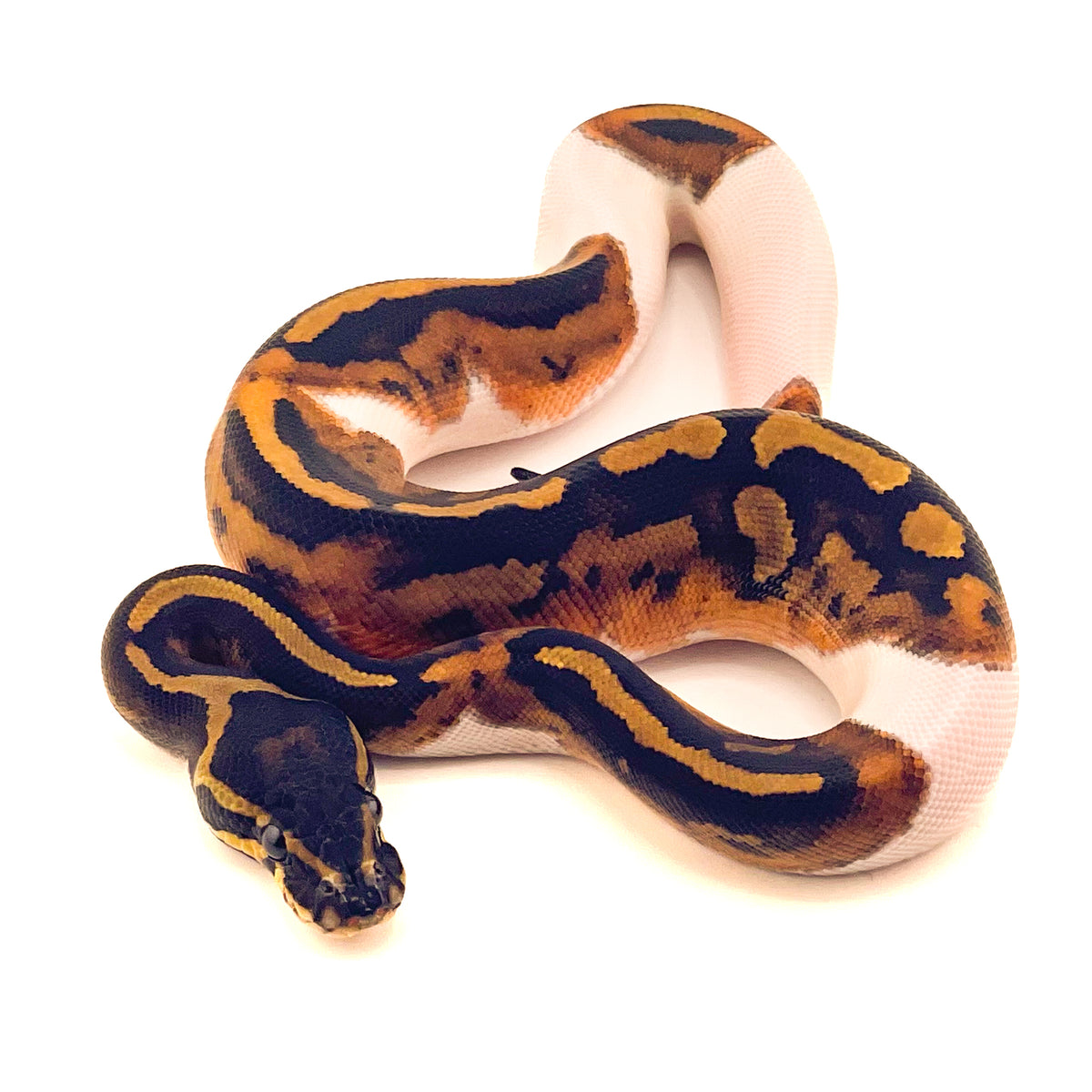 Pied het Black Axanthic