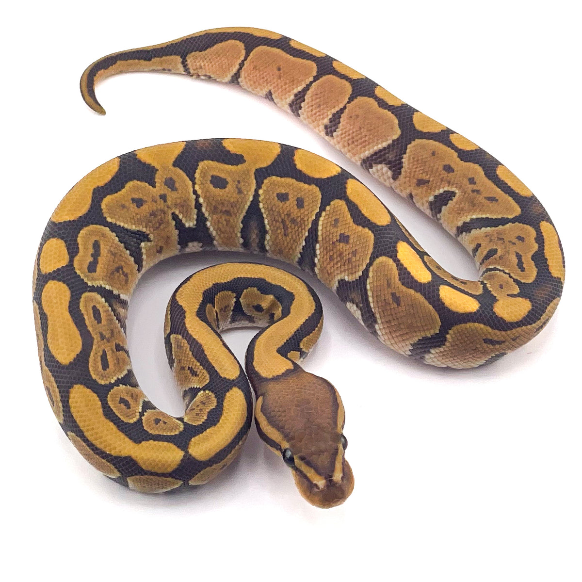 Hypo het Puzzle