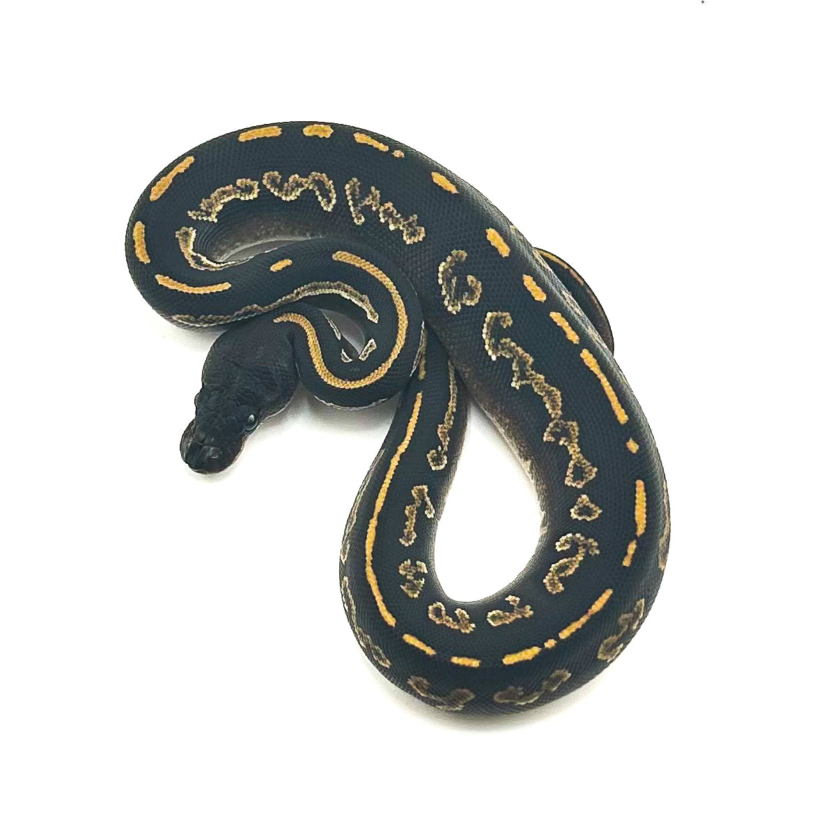 Blackhead Mahogany Mystic het Ultramel
