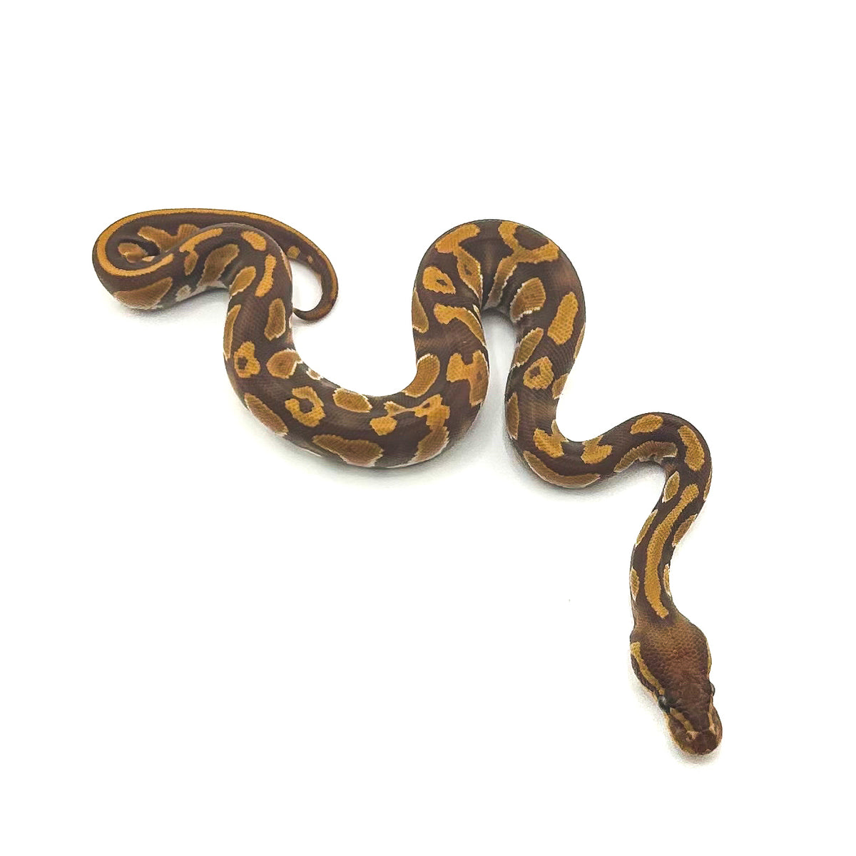 Mahogany Ultramel DH Hypo Pied