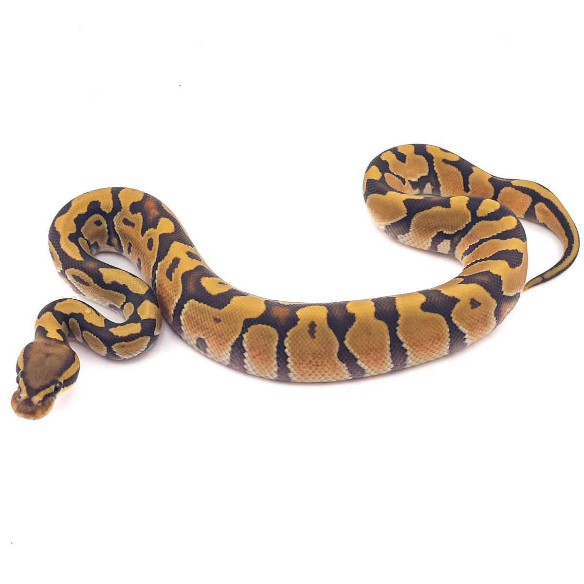 Hypo Enchi poss OD ph Ultramel Puzzle