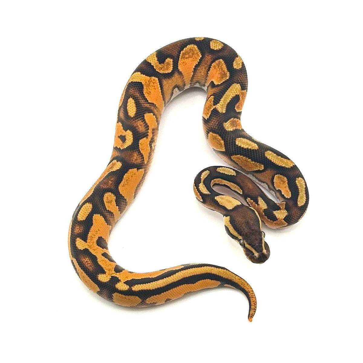 Orange Dream Enchi het Hypo