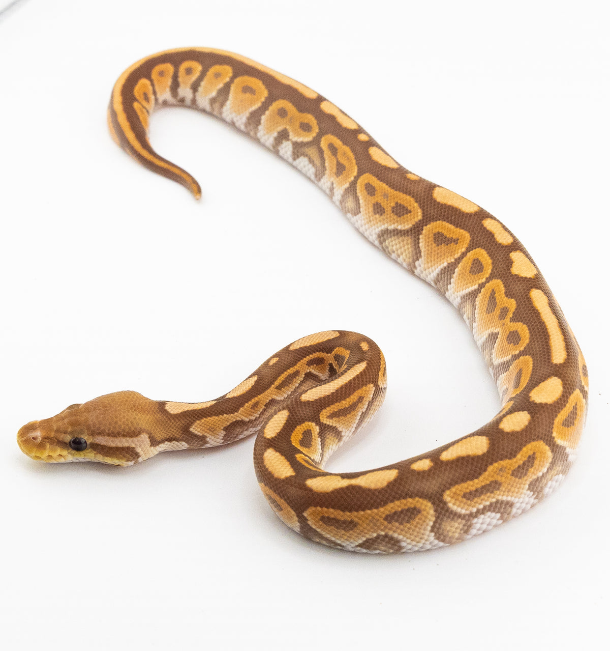Cinnamon Ultramel