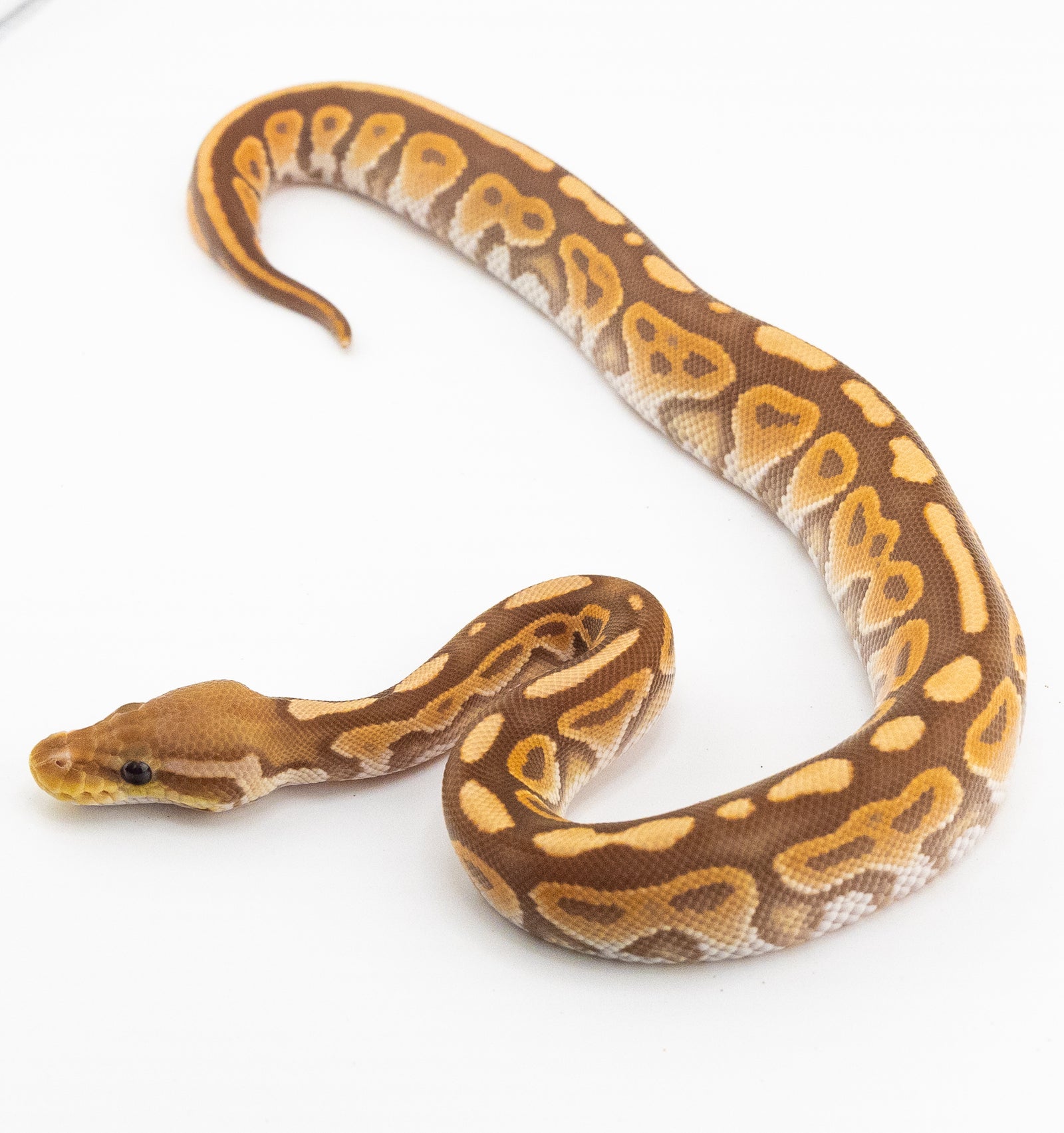 Cinnamo...