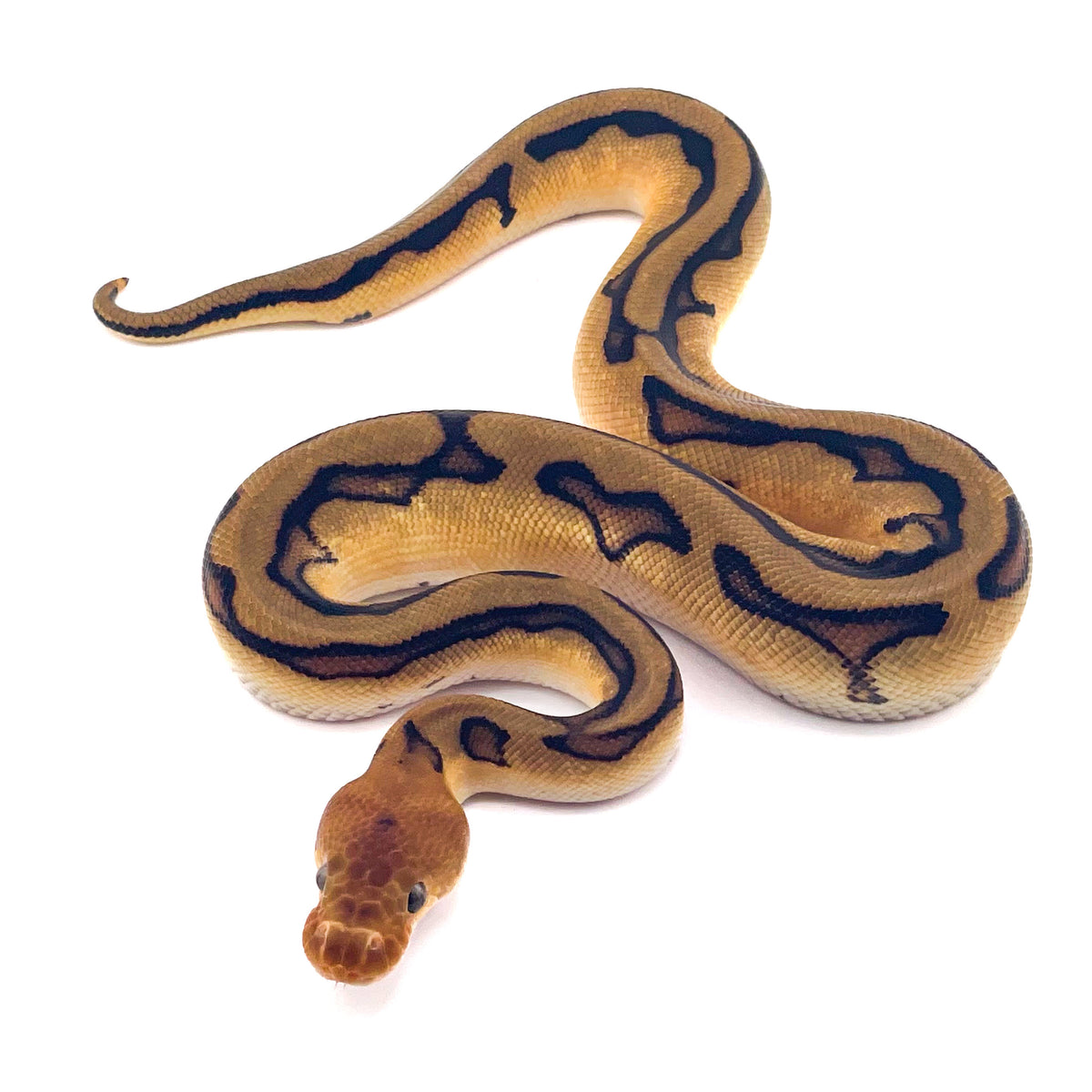 Clown GStripe het Desert Ghost ph Axanthic