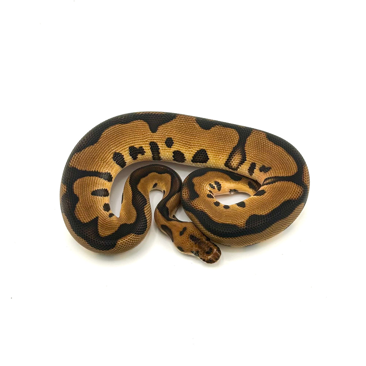Leopard Enchi Clown het Desert Ghost