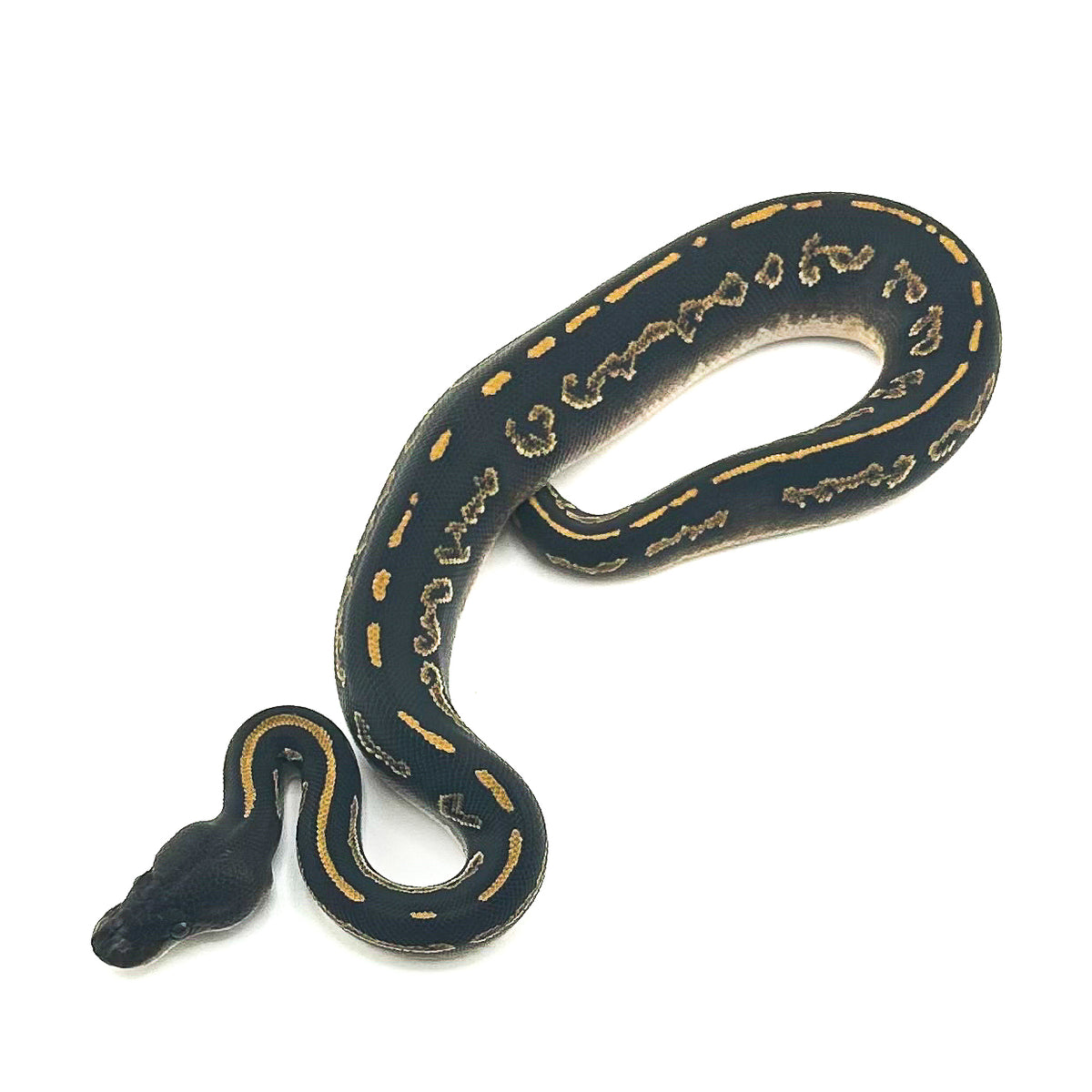 Blackhead Mahogany Mystic het Ultramel