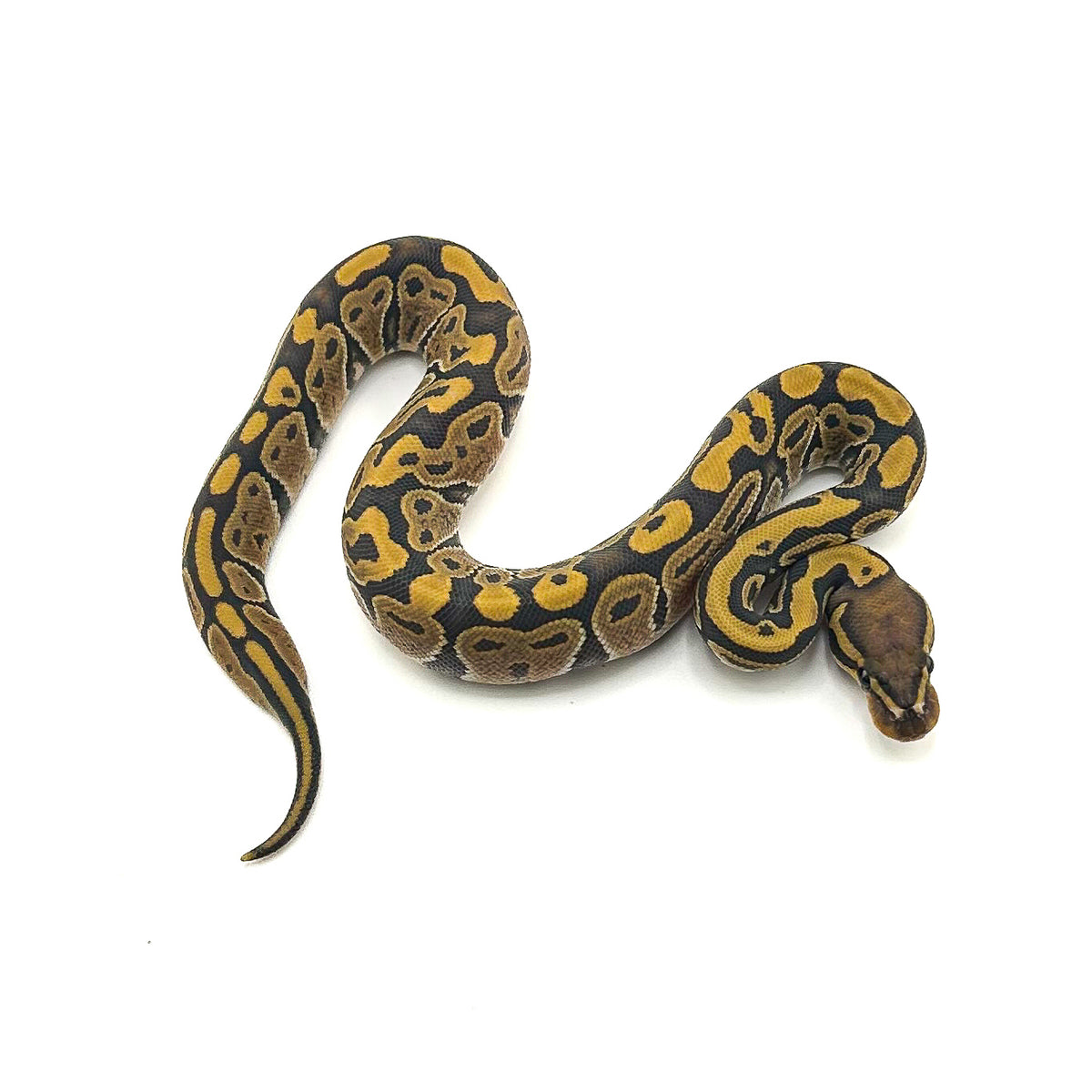 Hypo ph Ultramel Puzzle Clown