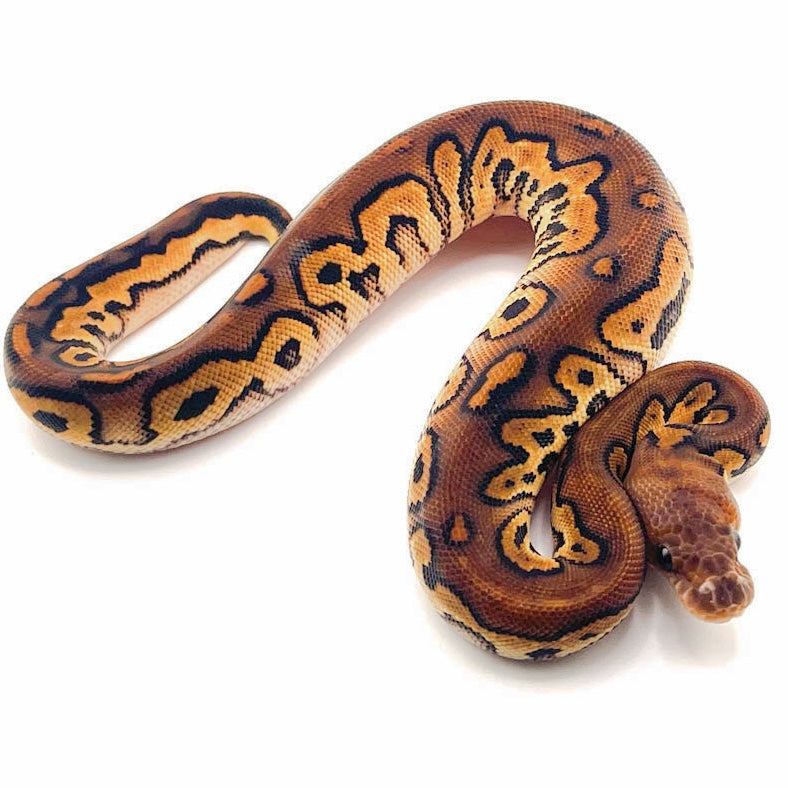 Black Pastel RedStripe Orange Dream Clown