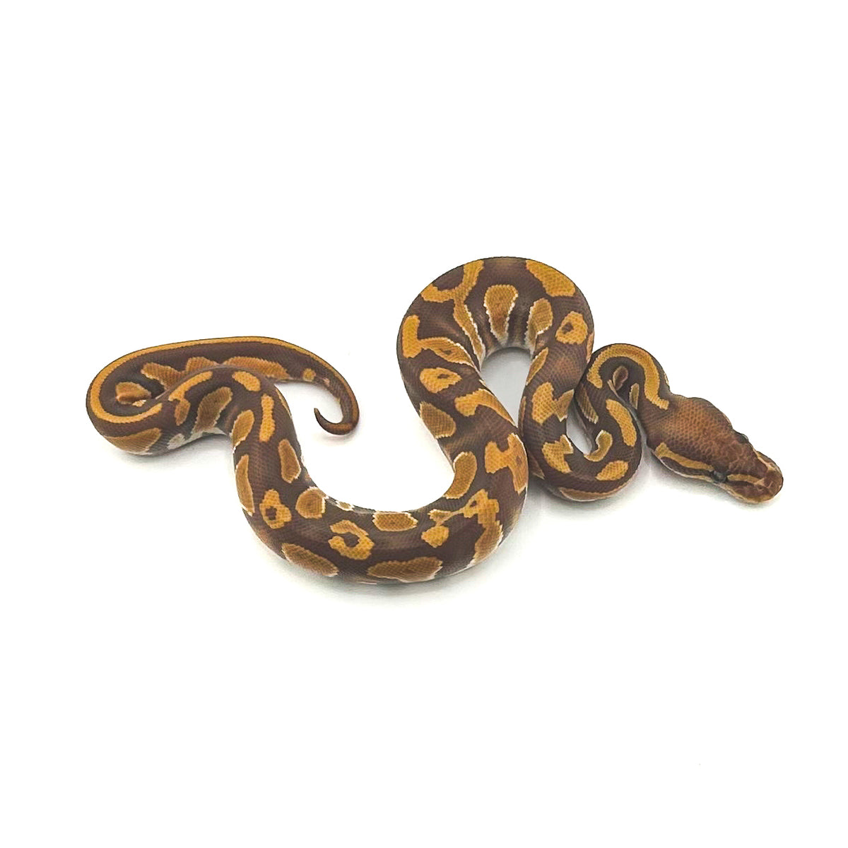 Mahogany Ultramel DH Hypo Pied