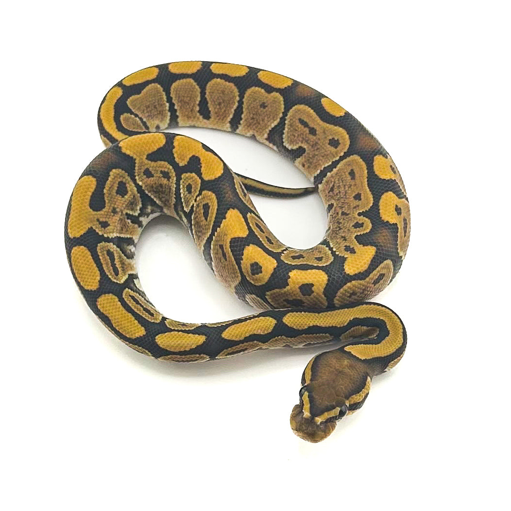 Hypo ph Ultramel Puzzle