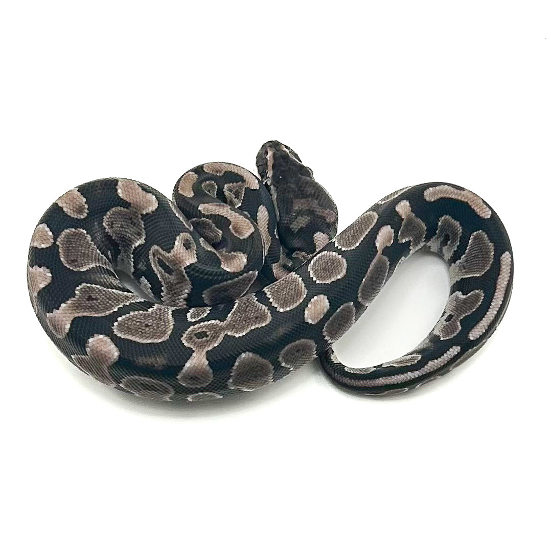 Black Axanthic ph Pied